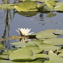 Wetland Resources