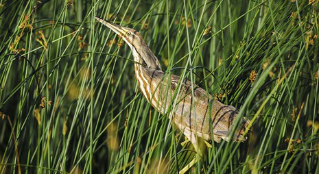 Wildlife Resources
